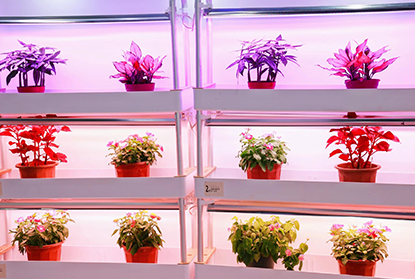 植物生长补光