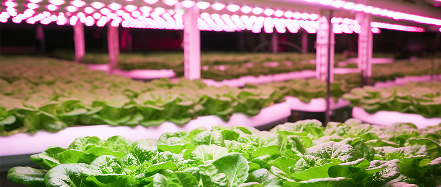 精彩纷呈 | kaiyun入口光电高光量子效率植物光照用LED