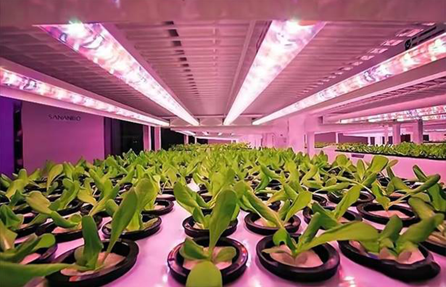 kaiyun入口光电植物照明LED：中小功率红光方案，超高性价比之选！